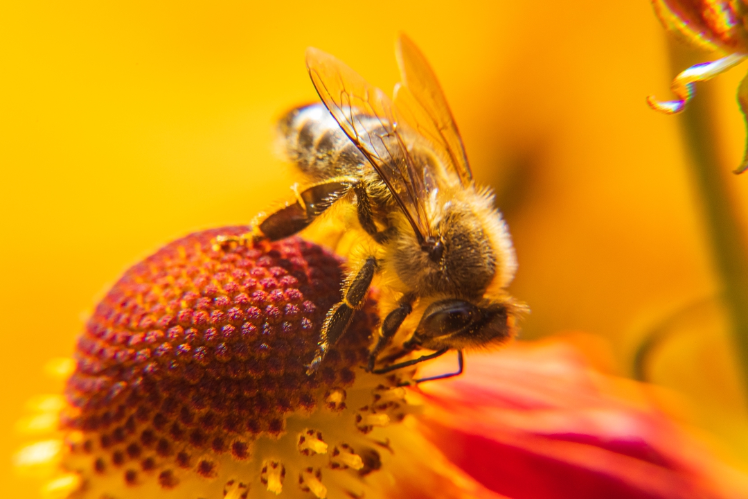 Pylová sezóna začíná: Jak si poradit s alergií? - obrázek 01