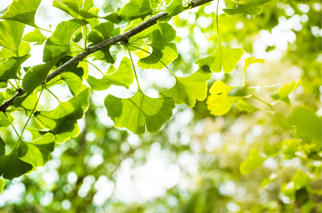 jinan dvoulaločný - gingko biloba - k čemu je dobrý - 03